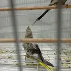 فرخ كروان فراشة