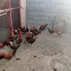 ديوك بلدي للبيع