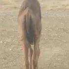 حاشي بلدي على حليب امة عمره ست شهور