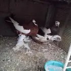 جوز نفاخ مسوبع مع3 من إنتاجه