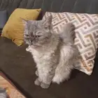 قط الفارسي للبيع