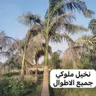 أشجار سماكات لشركات