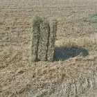 رودس ناعم شد ووزن