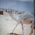 بكره طيبه با الحيل عمرها 9 شهور