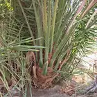 شقراء جميع أنواع النخيل والحين والزيتون وأشجار السدر