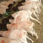 سواكن بربري وتيوس تربيه جمله وتفريد