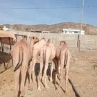قعدان صومالي تربيه للزواجات والأعراس وتيوس بأسعار طيبه