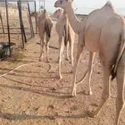 قعدان صومالي للزواجات والمناسبات