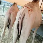 قعدان صوماليه مرابي