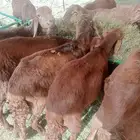 سواكن تربيه للبيع جمله احجام طيبه