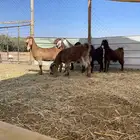 جفار