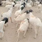 بربري وتيوس تربيه أوزان طيبه 550 ريال