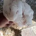 زغاليل حمام فرنسي طريق حفيرة نساح هجرة وادي جمل