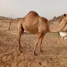 ناقة ساحليه جنب