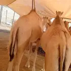 قعدان جملة وتوزيع.. لحم طازج بأفضل الأسعار