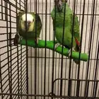 بغباء امزوني