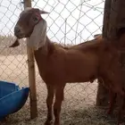 تيوس