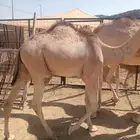 قعدان صومالي البيع جمله وتفريد