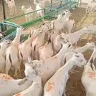 تيوس جدعان وتنيان مرابي شهر لأصحاب الملاحم والجمله