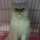 قطه للتبني