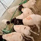 ذبايح بربري وتيوس مرباه بسعر 550 ريال