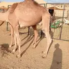 قعدان جمله للبيع من جده