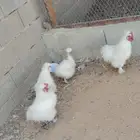 ديكين ودجاجتين قطنيات