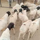 غنم برابر وتيوس تربيه ممتازه