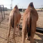 قعدان قوية.. أسعار مغرية.. جودة مضمونة