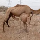ابل