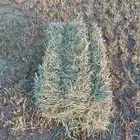 بلوبنك مخلوط رودس شد ووزن