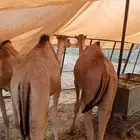 قعدان وتيوس للبيع جمله وتفريد