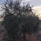 اشجار زيتون