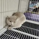 سكوتش ستريت سنة العمر