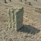 رودس ناعم شد ووزن