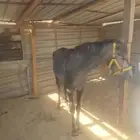 مهرشعبي للبيع العمر سنه ونص