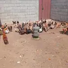 دجاج للبيع