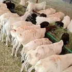 برابر وتيوس مرباه للجمله أوزان عاليه