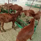 سواكن وبرابر محصنه جمله وتفريد