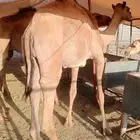 قعدان تربيه صحه ونضافه 2800 ريال