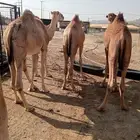 قعدان صومالي للبيع جمله وتفريد من جده