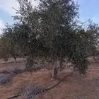 اشجار زيتون