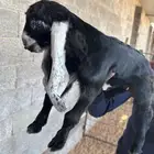 دواغير تيوس عوارض صنف