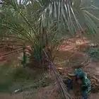 قلايع عجوه وتحتها صنيه للبيع فرصه