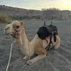 جمل حر طابع علا الشرط. سنه ثلاث ناب