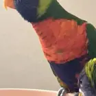لوري اليف وهدد ومتكلم وحجم سوبر جامبو