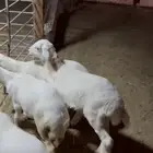 هرافا لبانيه تحت امهاتها