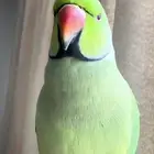 احد عنده ردة انثى للبيع