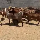 معزاء دهم دفع