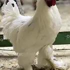 براهما ديوك